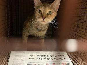 Pearl - Photo 3