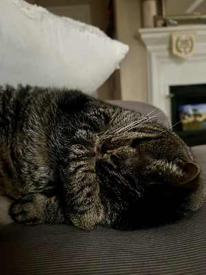 Zoey - Photo 3