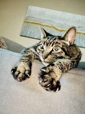 Zoey - Photo 4