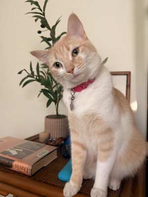 Honey Bunn - Photo 2