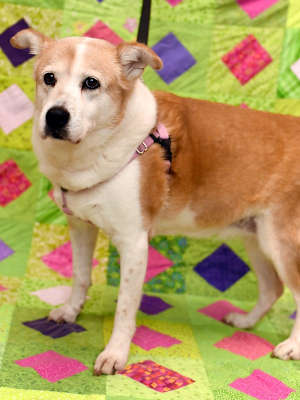 Penny - Photo 3