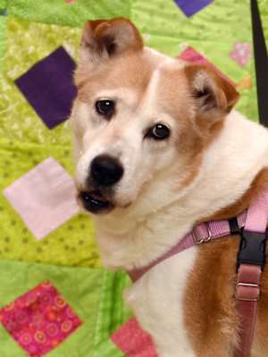 Penny - Photo 4