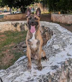 Bruno - Photo 1