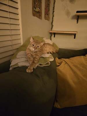 Julius - Photo 4