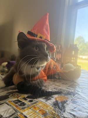 Pippa - Photo 1