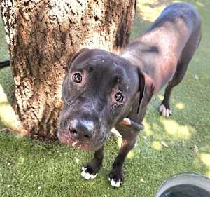 Arlo - Photo 4
