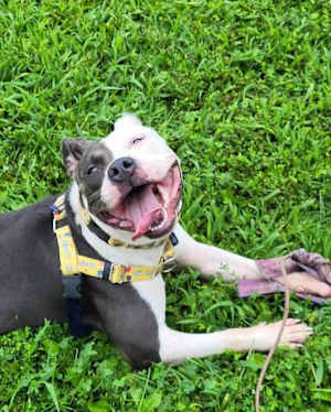 Perdita - Photo 1