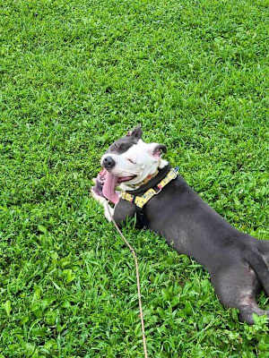 Perdita - Photo 3