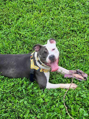 Perdita - Photo 4