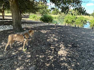 Izzy - Photo 2