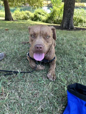 Izzy - Photo 3