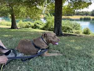 Izzy - Photo 4