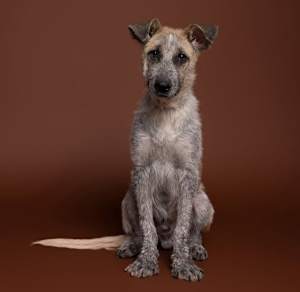 Argos - Photo 2