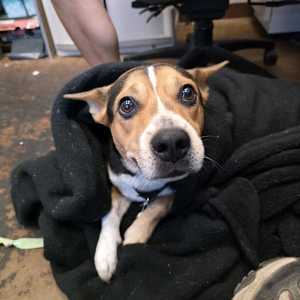 Georgie - Photo 2