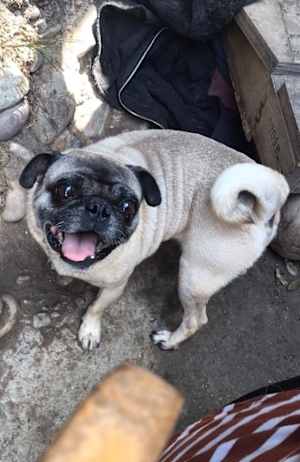 Chato - Photo 4