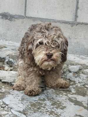 Choco - Photo 1