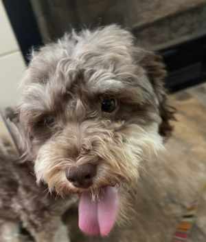 Choco - Photo 2