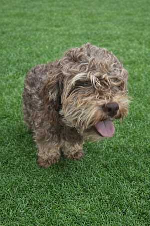 Choco - Photo 3