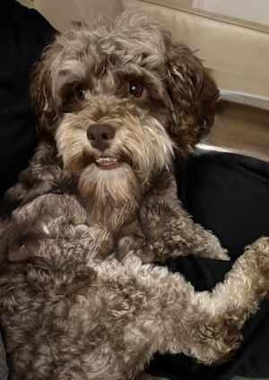 Choco - Photo 4