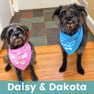 Daisy & Dakota - Photo 1