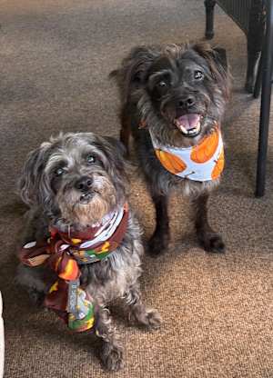 Daisy & Dakota - Photo 2