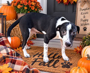 Baloo - Photo 1
