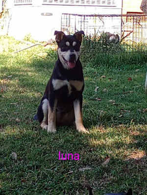 Luna - Photo 1