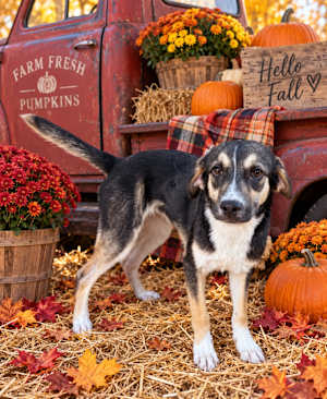 Buffy * 23 pounds full grown * - Photo 2