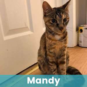 Mandy - Photo 1