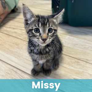 Missy - Photo 1