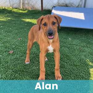 Alan - Photo 1