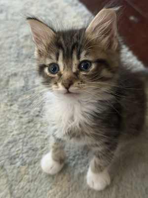 Savy - Photo 2