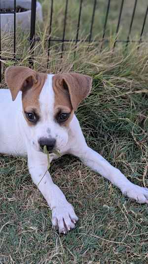Spottie Dottie - Photo 2