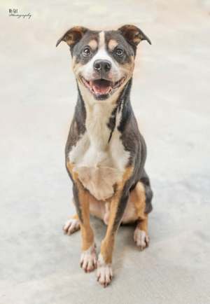 Woodrow - Photo 1