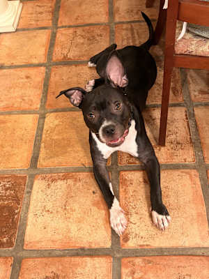 Shadow - Photo 4