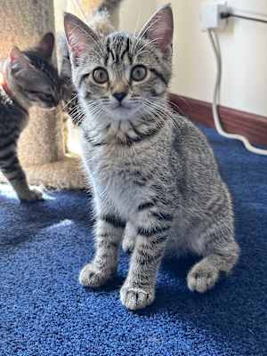 Rayla - Photo 3