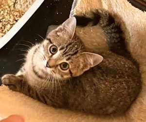 Rayla - Photo 2