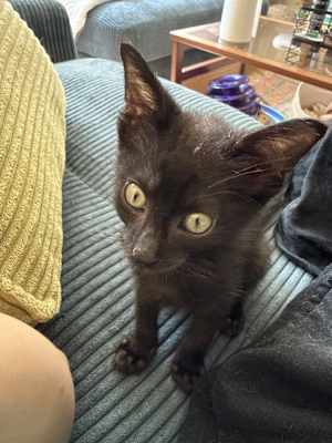 Templeton - Photo 3