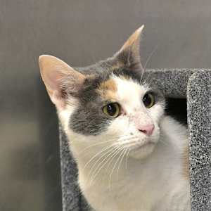 Athena - Photo 1