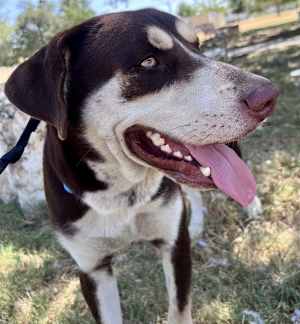 Buddy - Photo 2