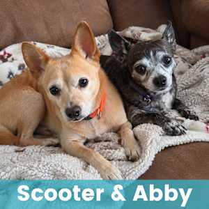 Scooter & Abby (bonded) - Photo 1