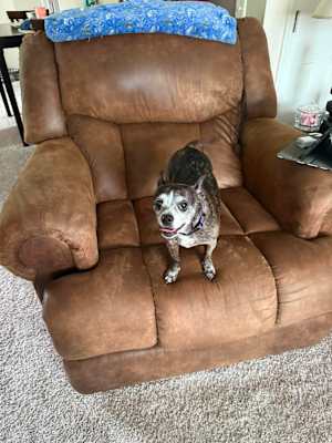 Scooter & Abby (bonded) - Photo 2