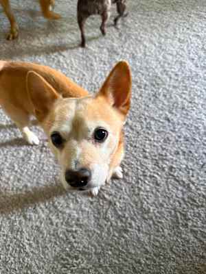 Scooter & Abby (bonded) - Photo 3