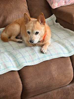 Scooter & Abby (bonded) - Photo 4