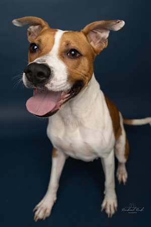 WYATT - Photo 1
