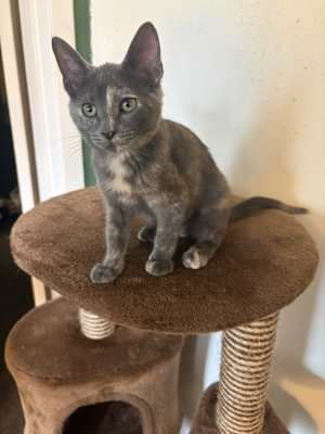 Bella Boo - Photo 1