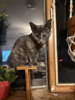 Bella Boo - Photo 2