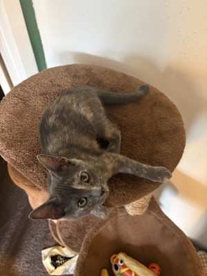 Bella Boo - Photo 3