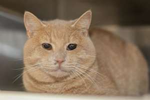 BARTHALAMEOW - Photo 1