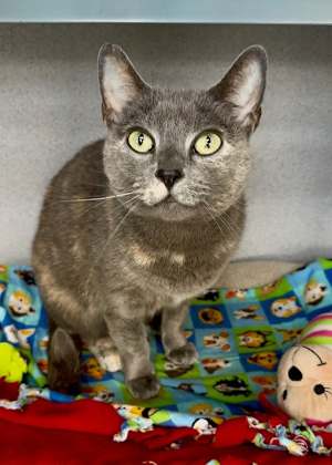 Cashmere - Photo 1